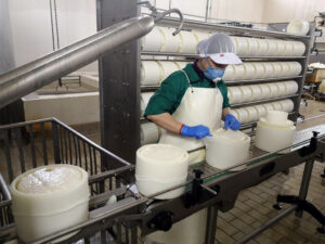 llenado-quesos-gamazo